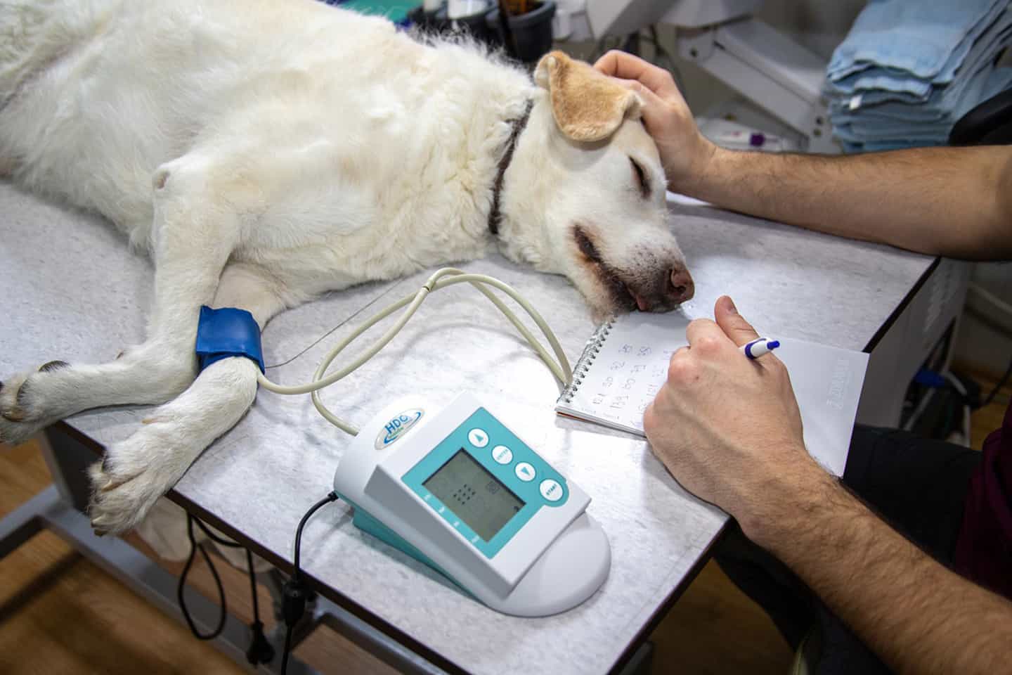 how do they test for epilepsy in dogs