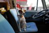 Why You Need a Dog Car Seat Cover