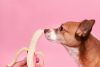 Can Dogs Eat Bananas