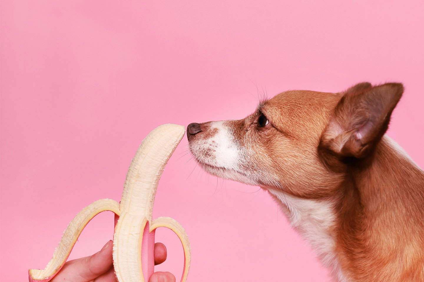 Can Dogs Have Spinach Banana Milkshake photo